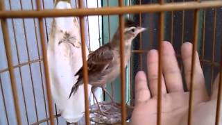 Download Lagu Sơn Ca - Gò Nổi No.1.mp4 MP3