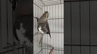 Jovem fêmea fazendo muda de penas. #calopsitas #birds #cockatiel