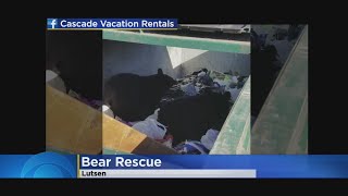Housekeeper At Lutsen Discovers Bear Cubs In Dumpster