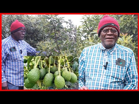 MZEE MSTAAFU ALIYEJIKWAMUA KWA KILIMO CHA PARACHICHI NJOMBE