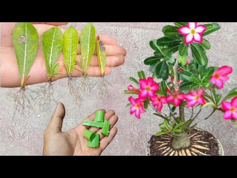 Best Natural Rooting Hormone| How To Grow Adenium Plant From Leaves, Aloe Vera