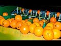 Complete orange kinnow process in pakistan startup to destination in sargodha factories