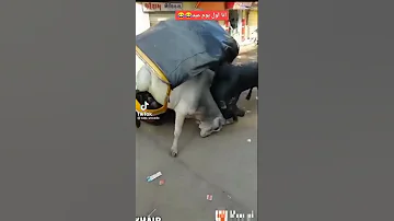 العجول ركبت توكتك وهربت من الدبح اول يوم العيد حالآ 
