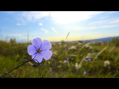 12 Hours Of Relaxing Music - Sleep Music, Piano Music For Stress Relief, Sleeping Music