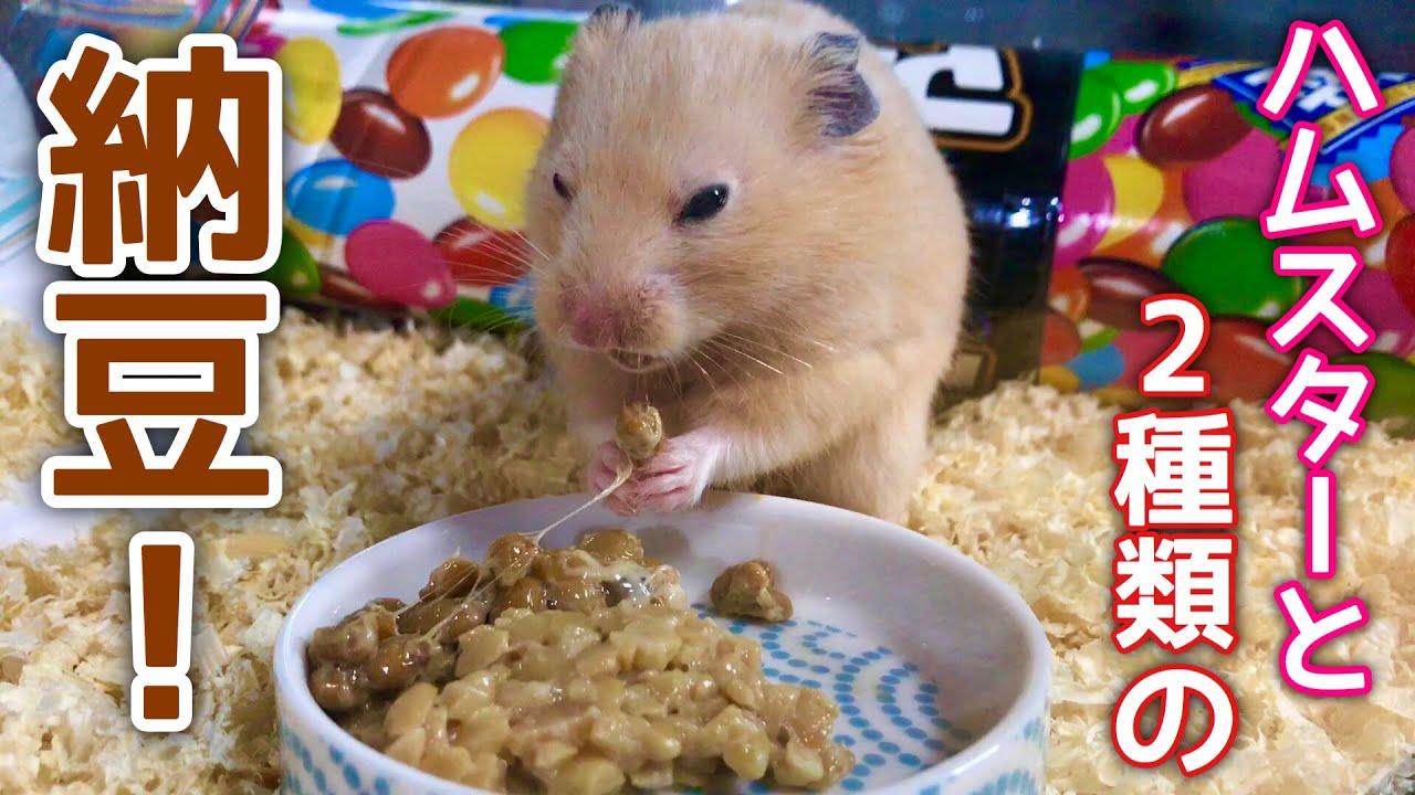 納豆を食べるハムスターが可愛い！ネバネバに癒される。Give hamster
