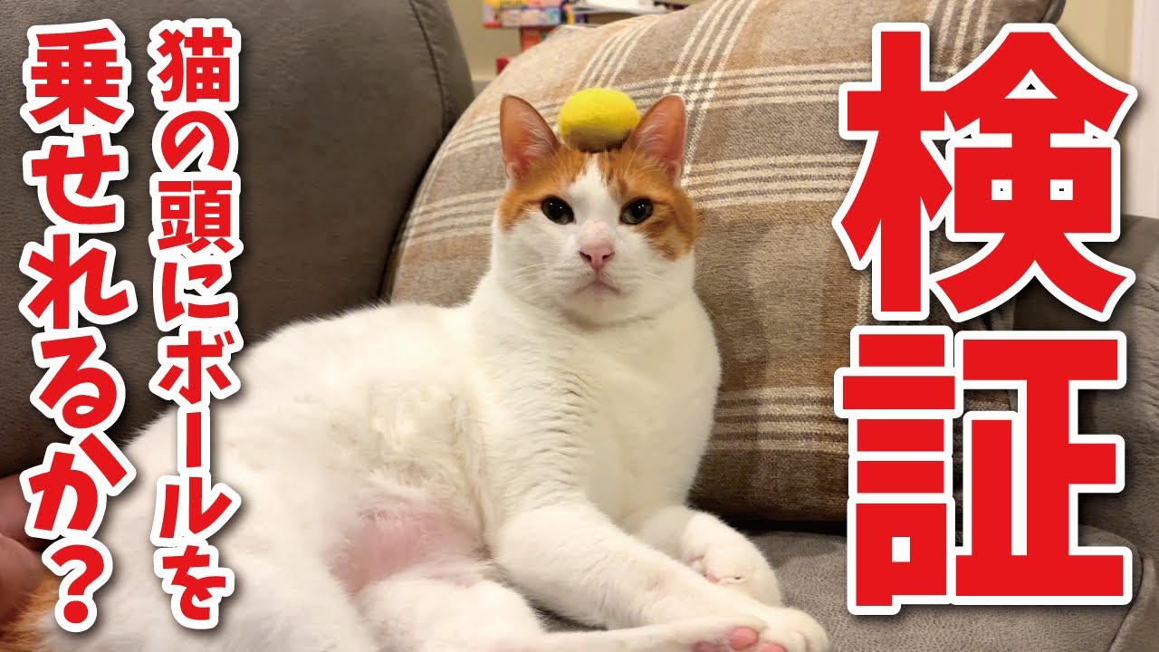 Verification] Can you put a ball on a cat's head without it