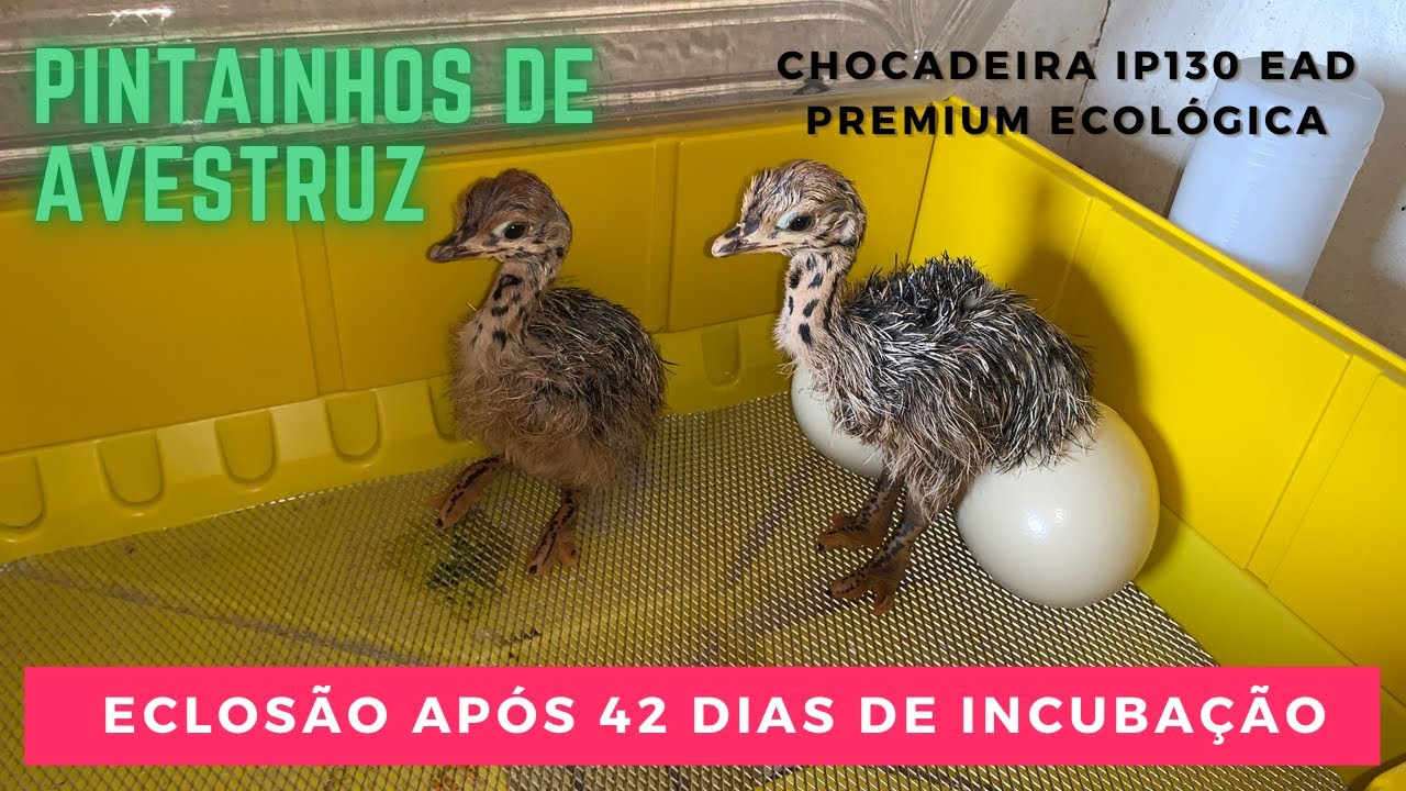 Eclosão de Pintainhos de Avestruz após 42 dias de Incubação Chocadeira IP130 EAD Premium Ecológica