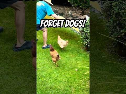 LOL FORGET DOGS Chickens Are WAY Cuddlier