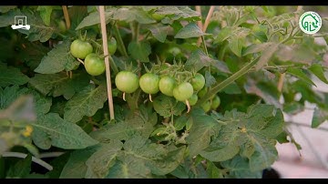 Meet Team MuGrow, participant in the 4th Autonomous Greenhouse Challenge!