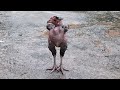 Funny Rooster without feathers,  Bald Chicken
