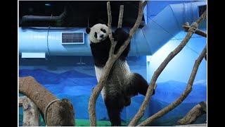 來了一群小朋友，圓仔公主站起來，立馬變身英姿颯爽的仔爺了！