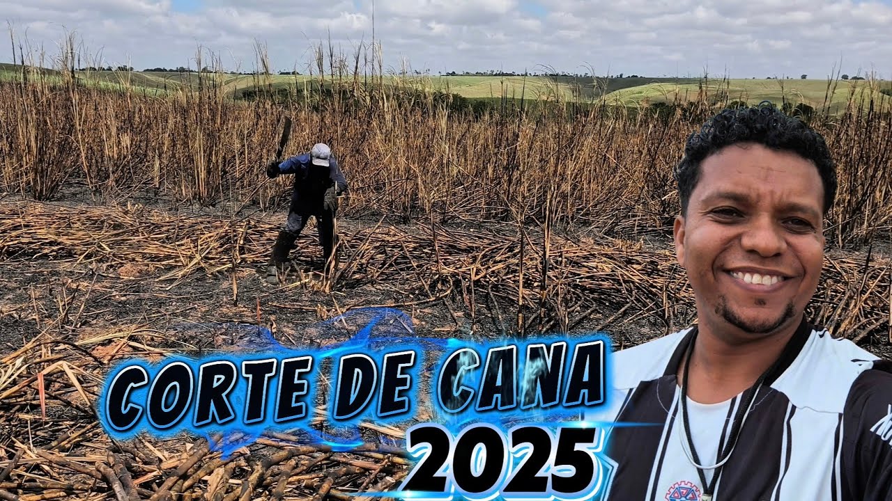 Último corte de cana de 2025 aqui no canal 