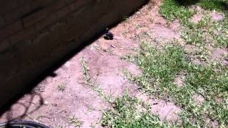 Baby Bluejay 20120523 1
