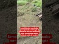 semak belukar mau disulap menjadi kebun mini,, swasembada pangan untuk diri sendiri #berkwbun #tani