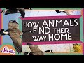 How Animals Find Their Way Home!