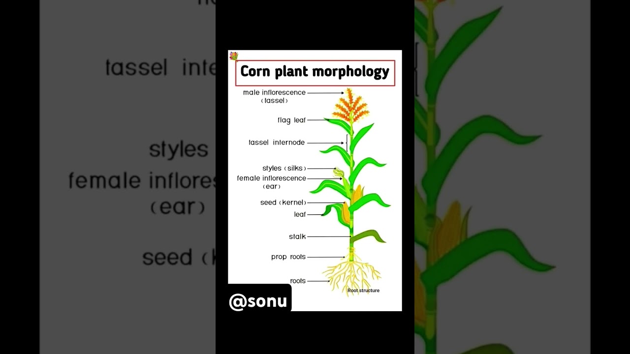 🌽 corn plant morphology 🔥💯 3D figure details digram 🔥