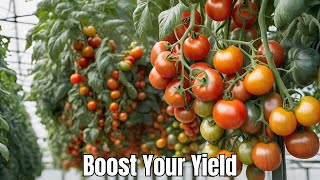 Tomato Farming Techniques: Boost Your Yield