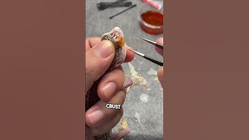 De ogen van deze arme gekko waren dichtgestopt 🦎