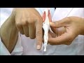 人差し指の骨・筋・腱を再現，指の構造を確認できます│M19