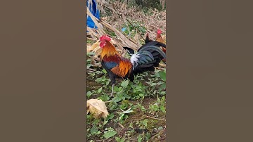 gà rừng số 1 cực xong.qaib qus khav tiag tiag