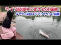 初のエリアトラウトでライブ配信したら奇跡が起きた！【エリアトラウト・管理釣り場】