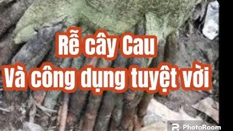 Rễ cây rau và công dụng tuyệt vời | Thanh Đồng vlog