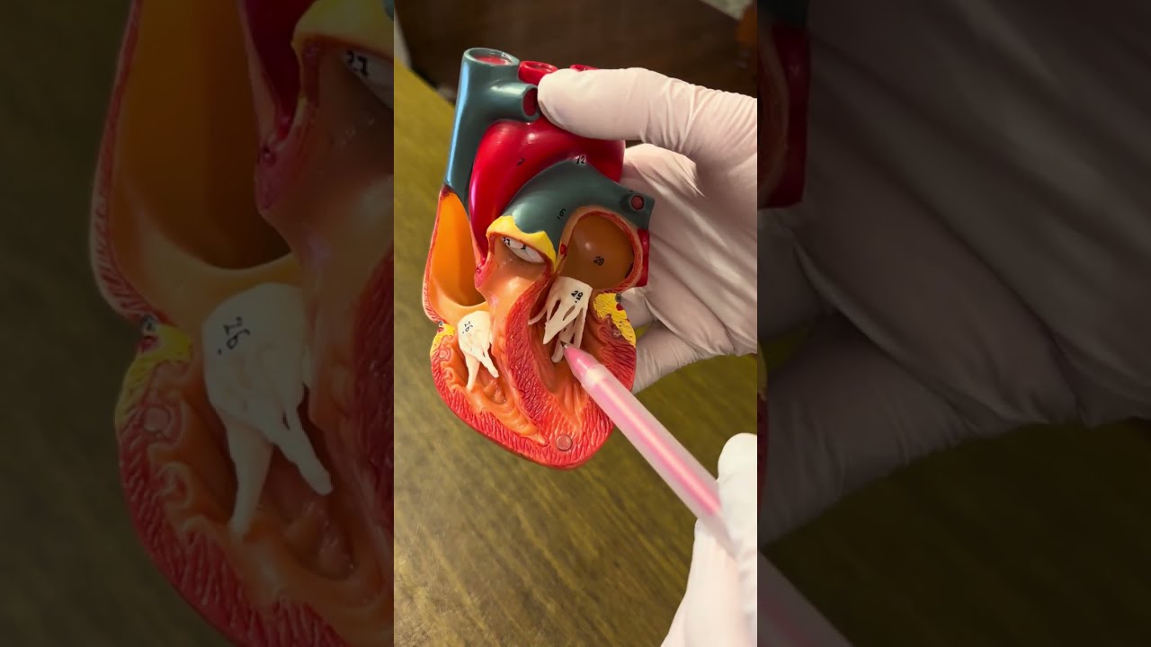 Heart Anatomy Explained 🫀