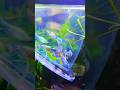 Guppies I Beautiful Guppy Fish Strain Planted Tank |#shorts #short #ytshors #trendingshorts