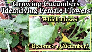 How to Grow Cucumbers - Identifying Male & Female Flowers and Watering Frequency with Examples