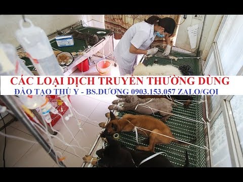 Video: Dịch Vụ Phục Hồi Chức Năng Thú Y Cho Chó Và Mèo