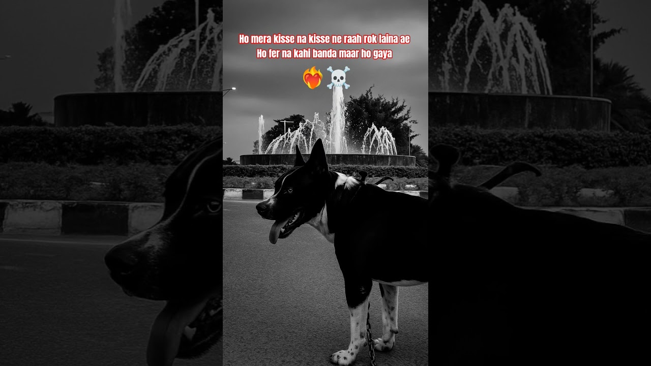 Pitbull gunday return ❤️‍🔥☠️ 