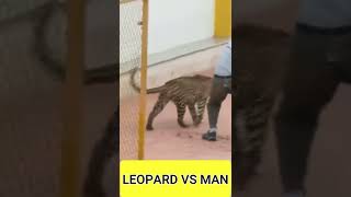 LEOPARD ATTACKS ON A MAN LEOPARD VS MAN