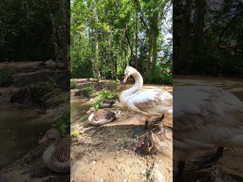 Лебедь и утки в Подмосковном сафари-парке #shorts #swan #забавныеживотные #птицы #утка #duck #лебедь