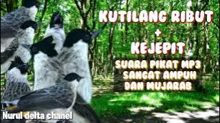 Suara kutilang ribut   kejepit.