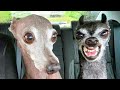 FUNNY ANIMALS - THE BEST OF THE BEST - TRY NOT TO LAUGH #2
