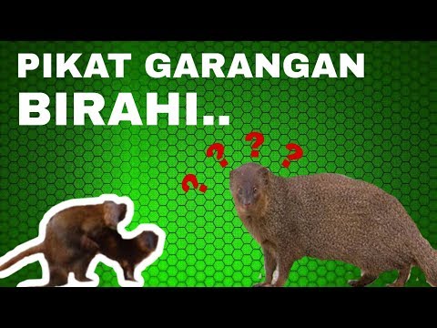 suara pikat garangan