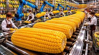 How Billions of Sweet Corn Become Popcorn, Corn Milk and Corn Starch | Full Factory Process