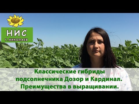 Класичні гібриди соняшнику Дозор і Кардинал | Переваги в вирощуванні