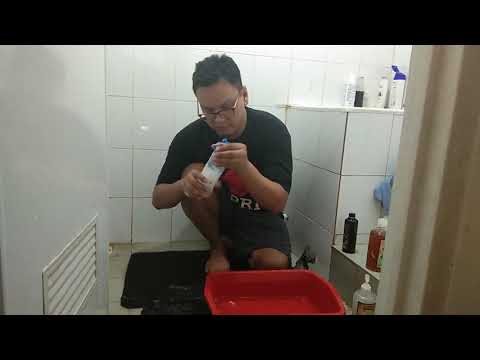 Cara Merawat Kucing Himalaya 2 Bulan