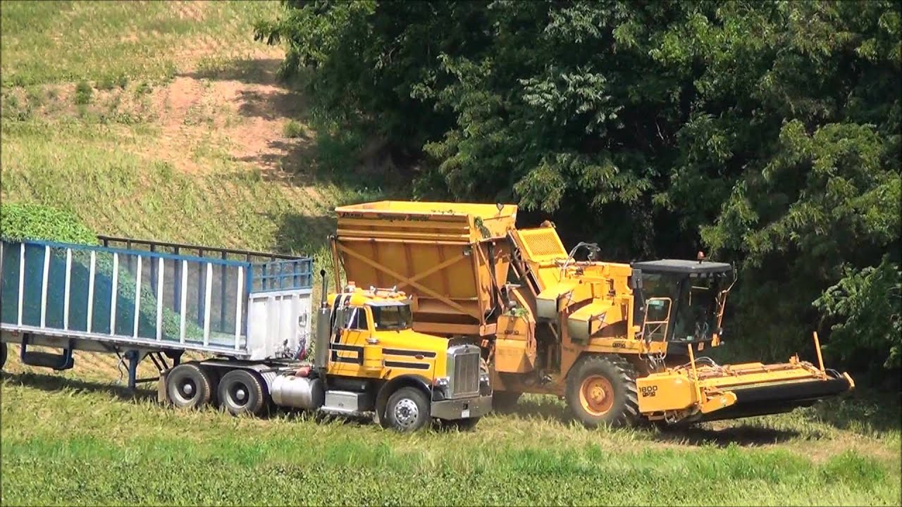 Harvesting Green Beans With 3 Pixall S You
