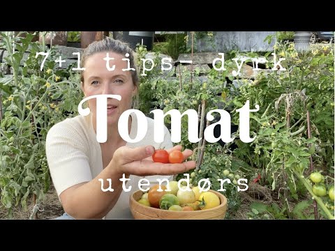 Video: Dyrker Tomater Fra Stebarn