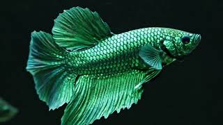 Stress Relief with Betta Fish 🧘‍♂️ 4K Aquarium & Soft Ambient Sound screenshot 5