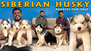 Siberian Husky Kennel சைபீரியன் ஹஸ்கி Wolly Coat Puppies for Sale | Coimbatore Husky Kennel