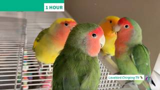 1 HOUR Lovebird Life 🦜 | Happy Lovebird Chirping | Companion TV for Pet Birds