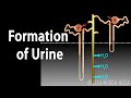 Formation of urine  nephron function animation