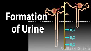 Formation of Urine  Nephron Function, Animation.