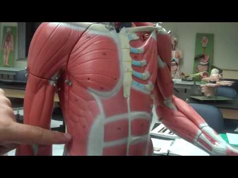 Part 7 - Muscles of the human body - YouTube