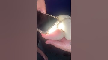 Our First Clutch of Ball Python Eggs