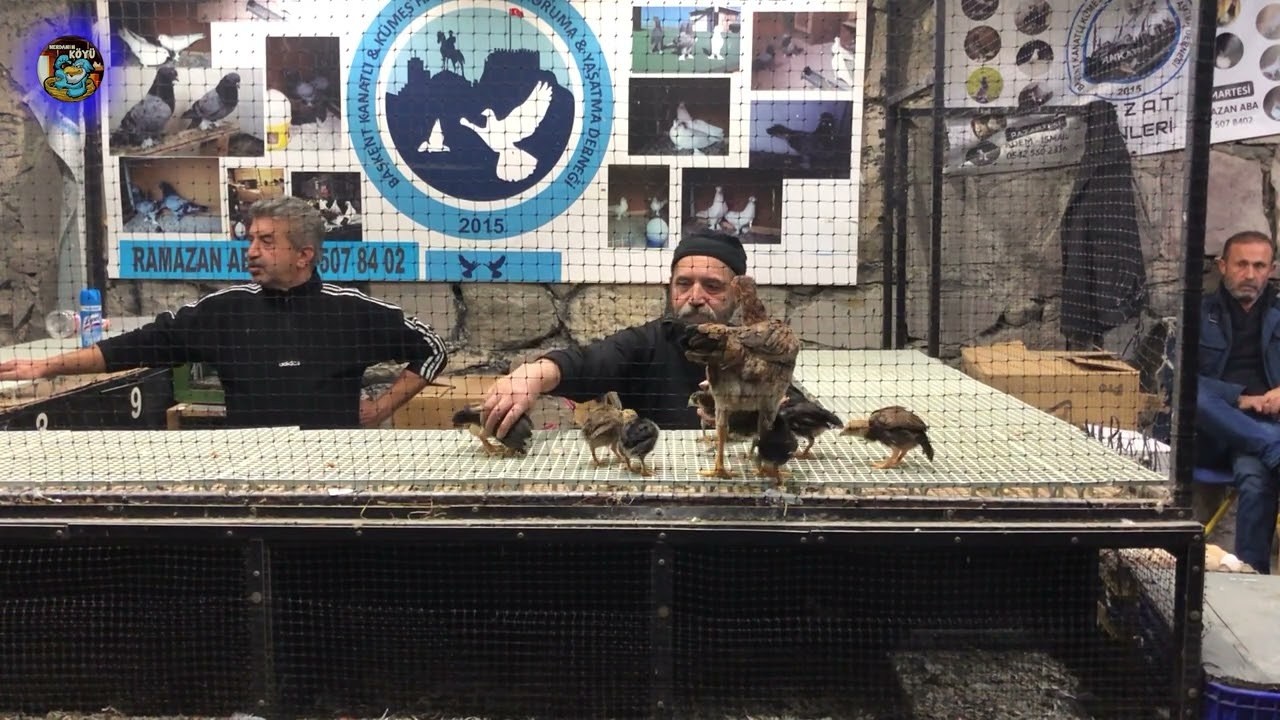 UZUN Senenin SON MEZATI  Ankara Tavuk Mezatı   ihale 2023 99