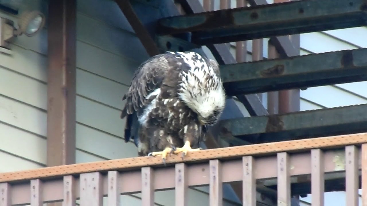 BALD EAGLES IN DUTCH HARBOR, AK YouTube